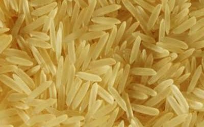 PR 11/14 Golden – non-basmati rice grain sample