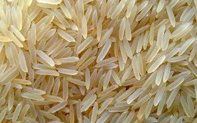 Sugandha Sella – non-basmati rice grain sample